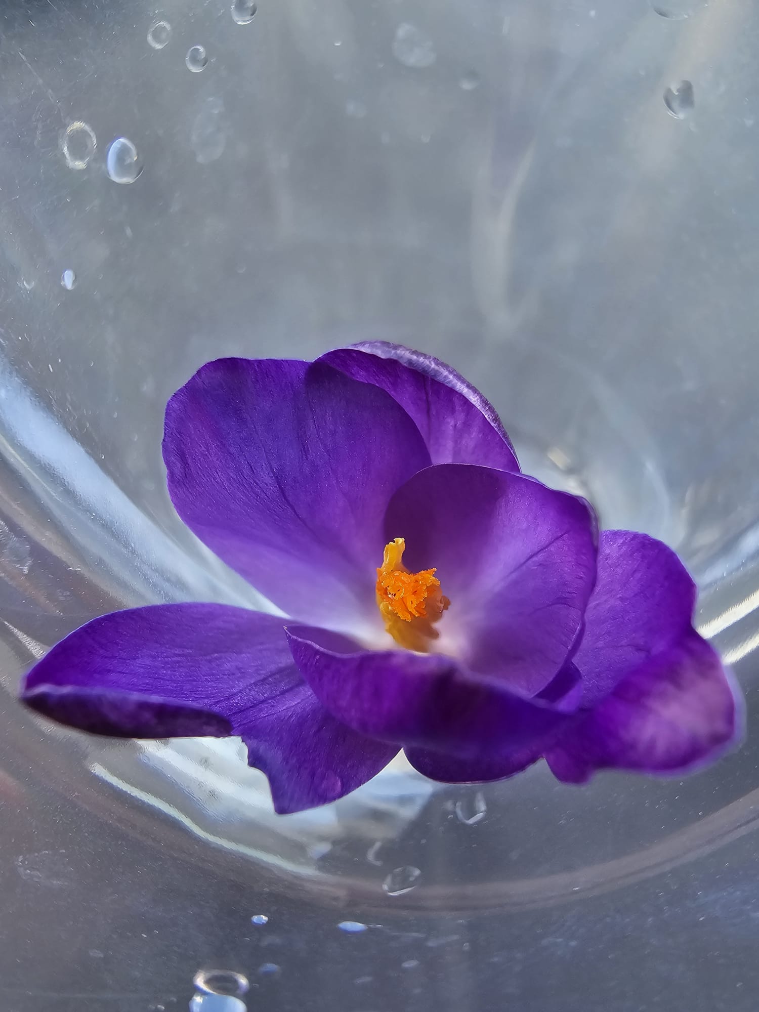 crocus violet — bacoviană de început de toamnă
