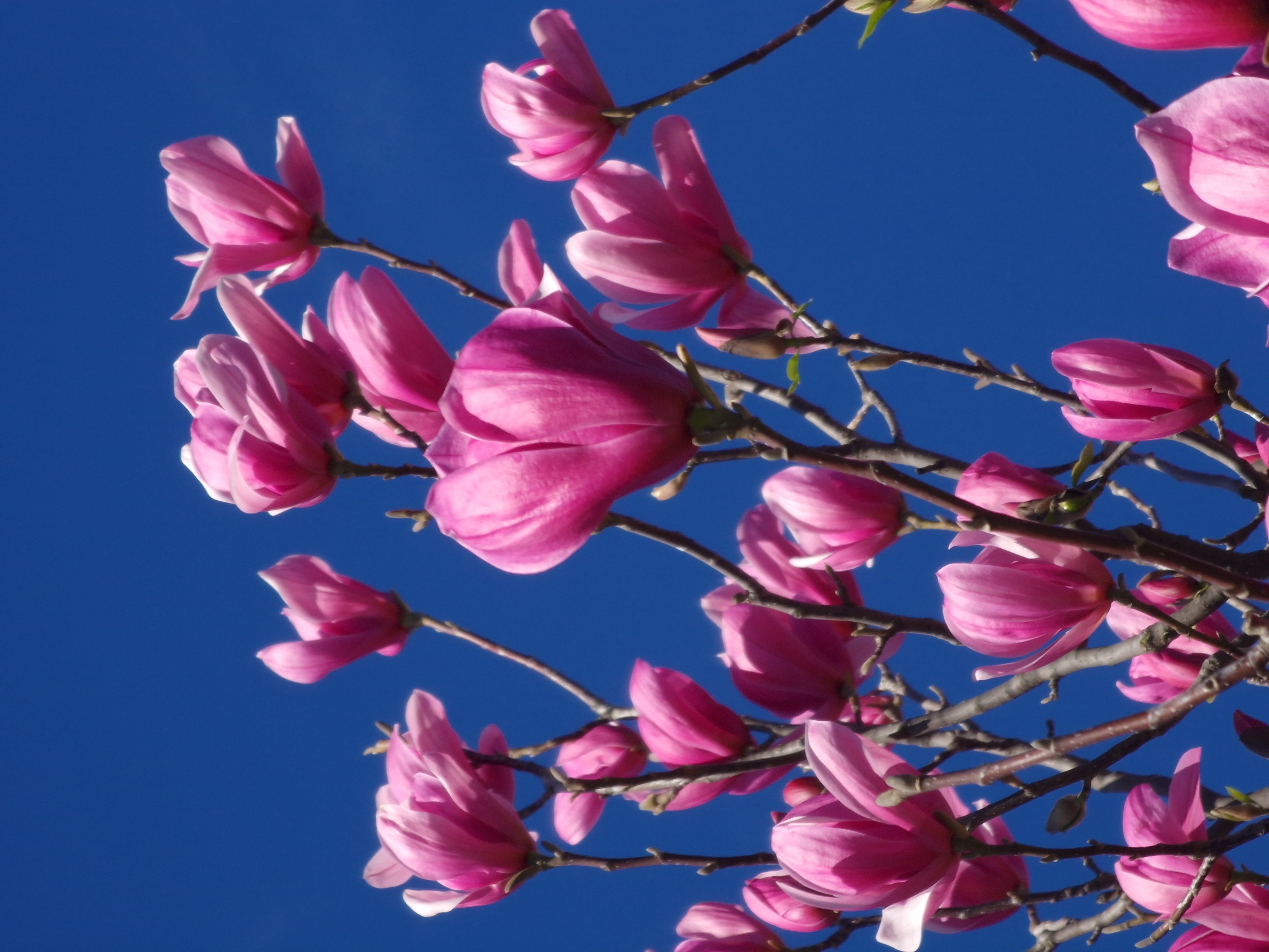 magnolii roz