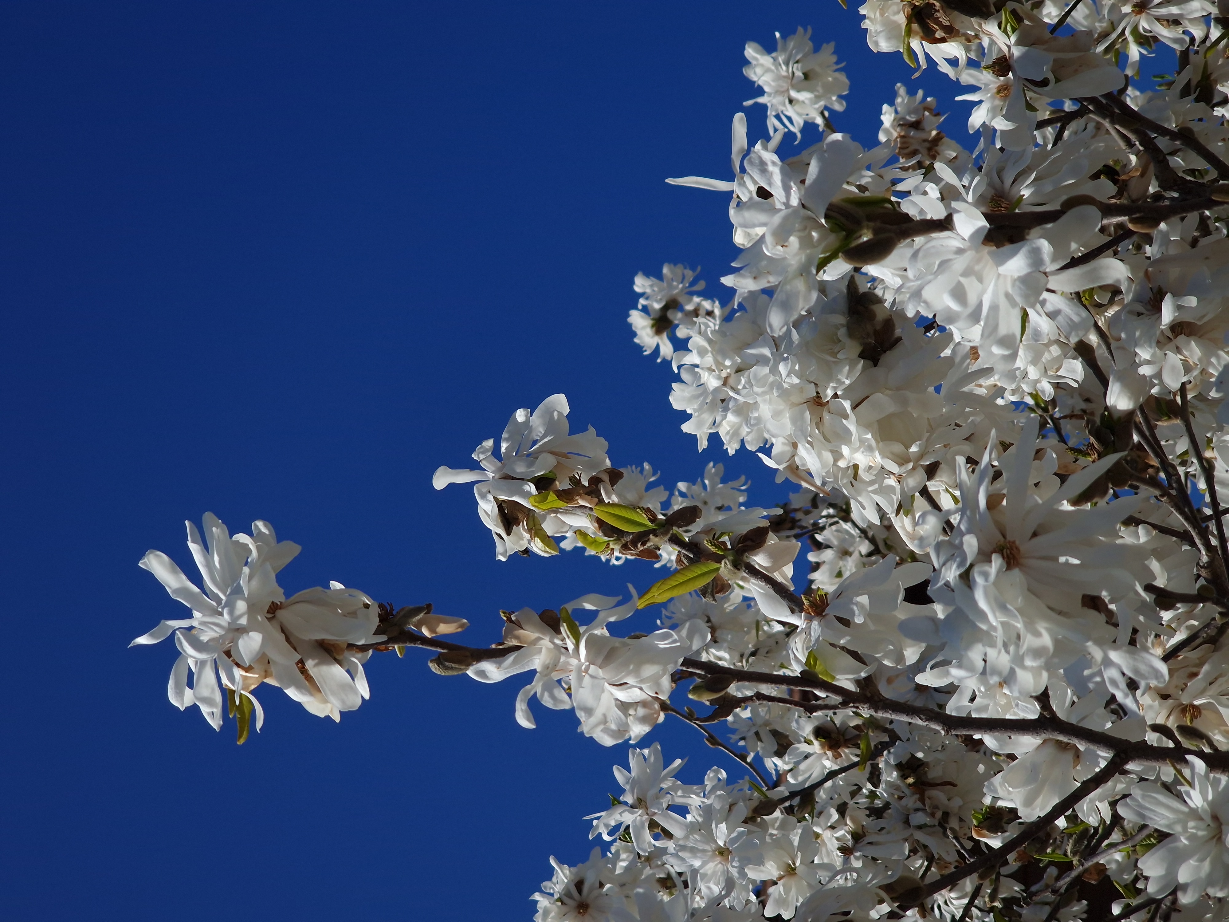 magnolia albă
