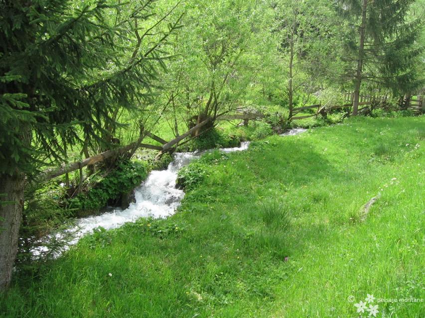 Pârâu în Munții Rodnei, Maramureș
